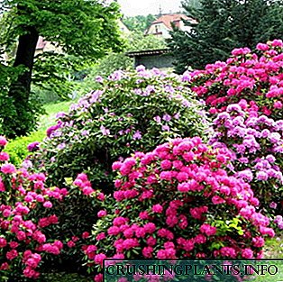 Rhododendrons in die tuin: groei en versorging