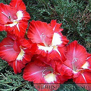 Tuin gladioli: blomme variëteite, die verbouing en versorging daarvan