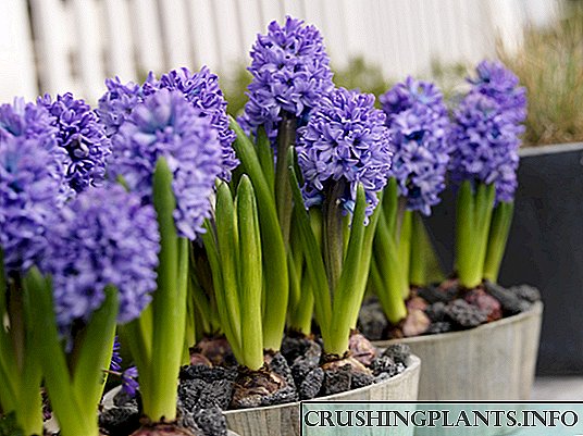 Siri za kunereka sahihi ya hyacinths