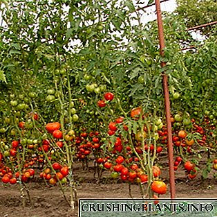 Këshilla për rritje të domates në natyrë