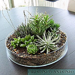 Succulents: mercên mezinbûnê û lênêrîna malê