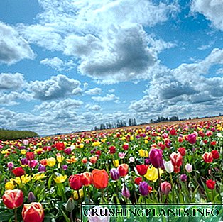 Tulipani: opis cvijeća i njihov uzgoj
