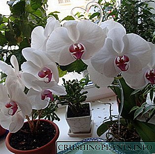 Нега за орхидеи дома
