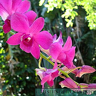 Mefuta, tlhokomelo le ho ajoa ha li-orchidids Dendrobium