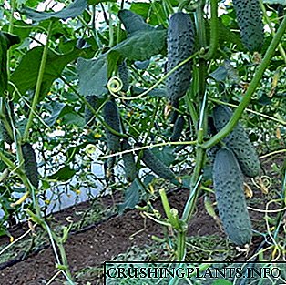 Shuka cucumbers a cikin greenhouse: tukwici don lambu
