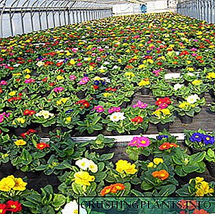 Одгледување цветни садници во стаклена градина