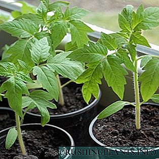 Одгледување садници од домати: услови, техники и правила