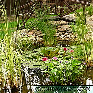 Водни и крајбрежни растенија за езерце со фотографии и имиња