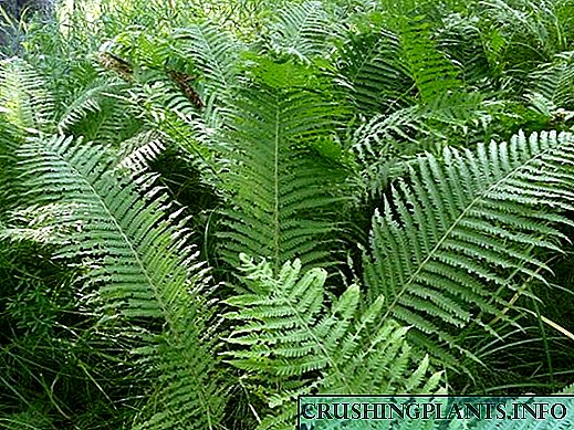 10 spesies fern kanthi jeneng lan tanah kelairan tanduran