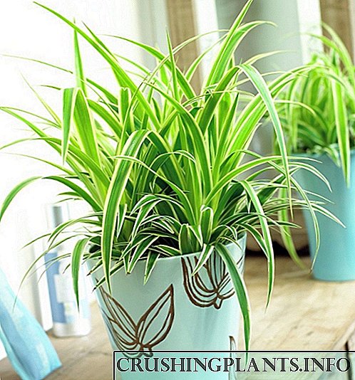 10 најдобри затворени растенија за чистење на воздухот во станот