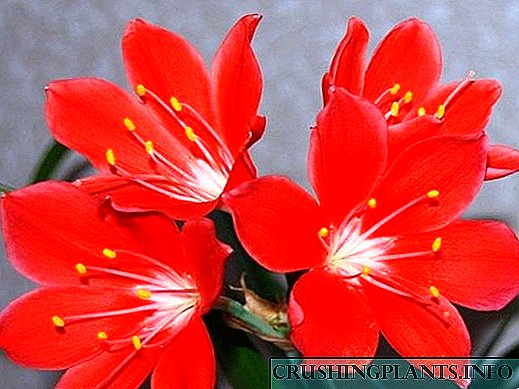 10 najboljih kućnih cvjetova s ​​crvenim cvjetovima