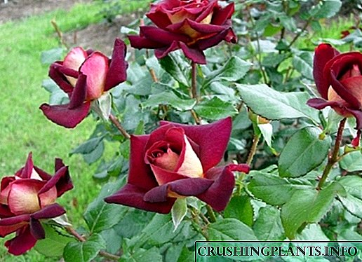 گلاب کی 10 انتہائی خوشبودار اور خوشبودار اقسام۔
