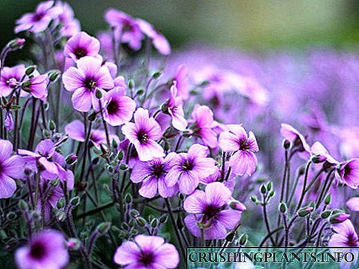 X purpura flores, pulchra sunt nomina