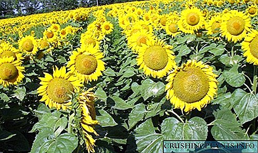 13 pinakamahusay na mga hybrids ng sunflower varieties pioneer at syngenta