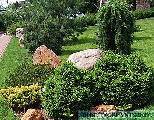 22 مخروط تزئینی و درختچه برای باغ