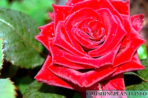 Անվան անուններով վարդերի 22 ամենագեղեցիկ տեսակներն ու տեսակները