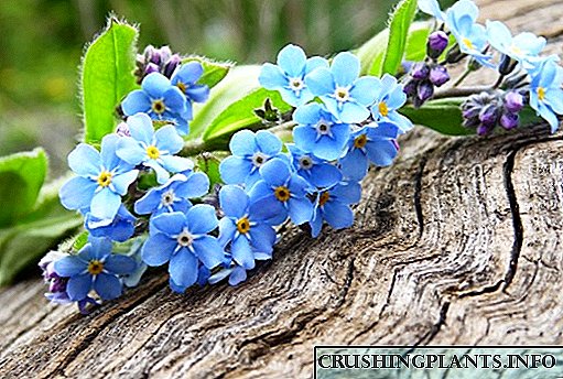 23 pepelakan anu paling indah sareng kembang biru atanapi biru