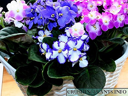 27 jinis violets paling apik