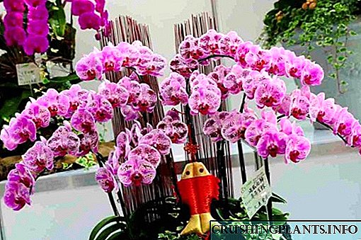 Nomlari bo'lgan 34 ta eng yaxshi yopiq orkide turlari