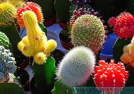 Ismlar, fotosuratlar va qisqacha tavsiflangan 44 turdagi kaktuslar