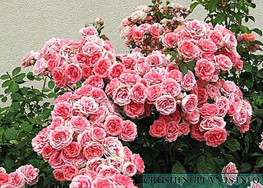 5 najboljih sorti ruža Floribunda