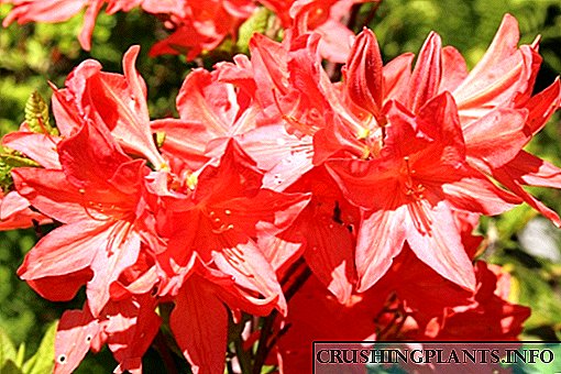 5 bestu afbrigði af japönskum rhododendron