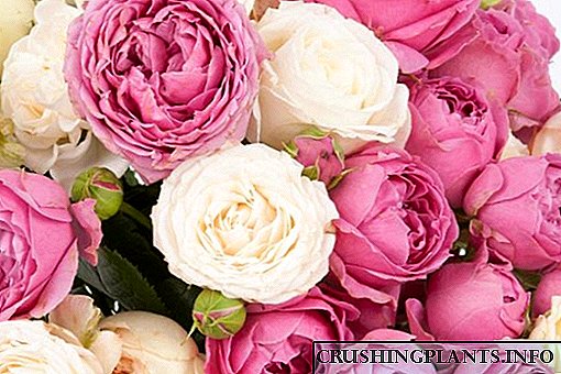 پیونی گلاب کی 6 بہترین اقسام۔