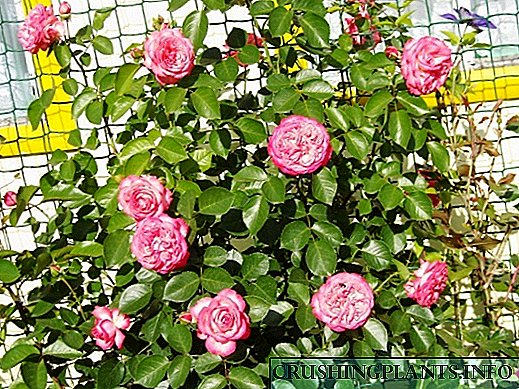 7 bescht Wanterhärte rose Sorten fir Sibirien