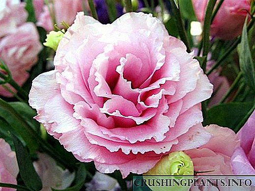 7 tipi ta 'fjuri jixbhu lil roża, iżda mhux ward