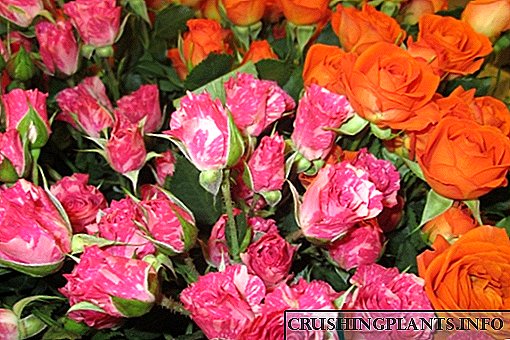 7 beste variëteite van Nederlandse rose