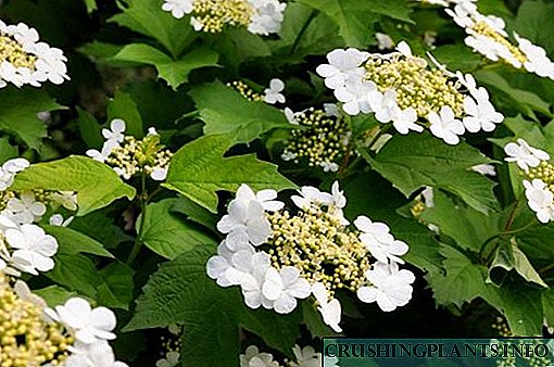 Սպիտակ ծաղիկներով ծառերի և բույսերի 8 լավագույն տեսակները