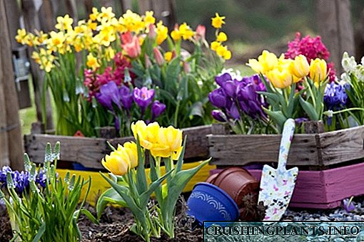 کاشت مناسب باغ های گل بهاری و 8 گیاه مناسب برای آنها