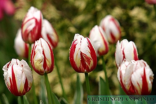 Tanduran tulip ing omah kaca 8 Maret kanggo pamula