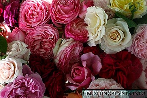 Англиски сорти рози од Дејвид Остин