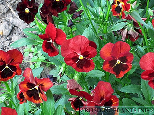 Pansies (Viola tricolor)