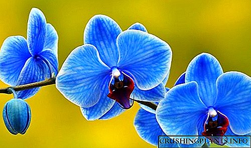 A ka orkide blu dhe blu?