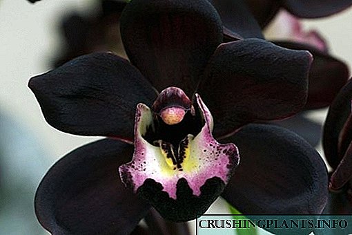Nigrum Orchid - flos in historia in arcanas