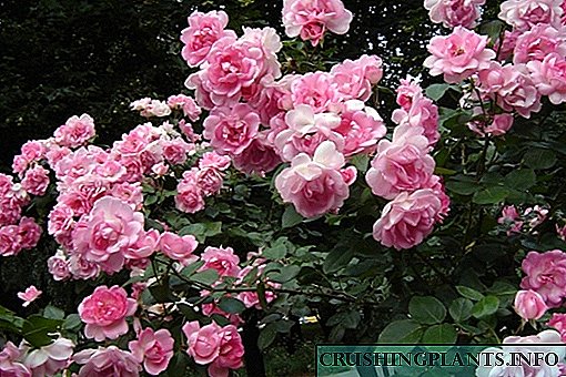 Ayini ama-roses we-polyanthus nokuthi angakhula kanjani