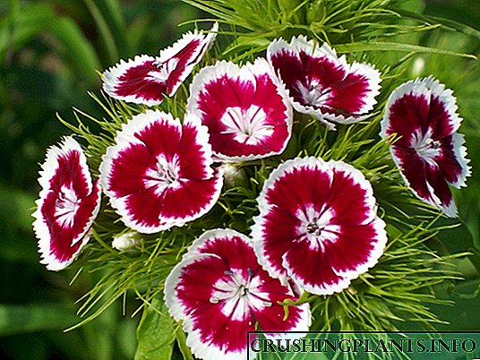 Carnation Turki