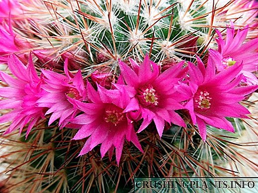 Hoe gereeld blom 'n kaktus tuis