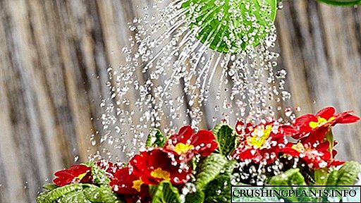 Kako i koliko često trebate zalijevati cvijeće