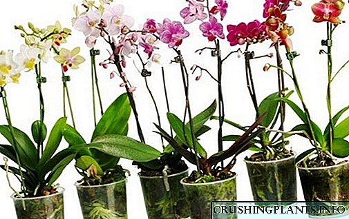 Kiel transplantigi orkideon kaj eblas fari ĝin