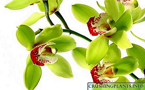 Како да размножувате орхидеја дома и да засадите бебе