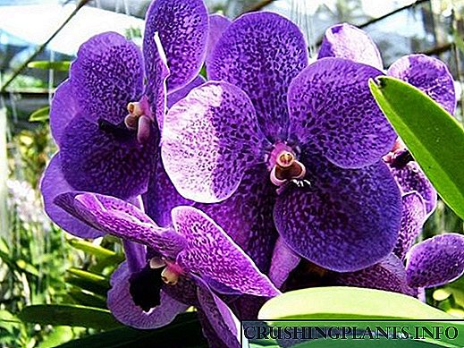 Kev saib xyuas rau orchid li cas