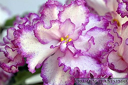 Si të rritet violet Jan Minuet