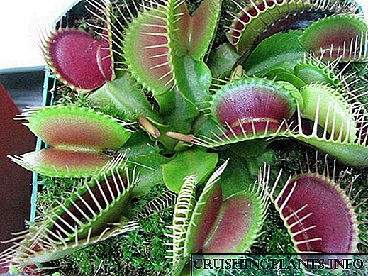 တစ်ဦး venus flytrap အမျိုးအနွယ်ကိုကြီးထွားဖို့ကိုဘယ်လို