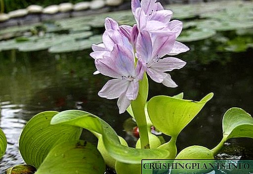 Kodi mungasunge bwanji Eichornia hyacinth nthawi yachisanu