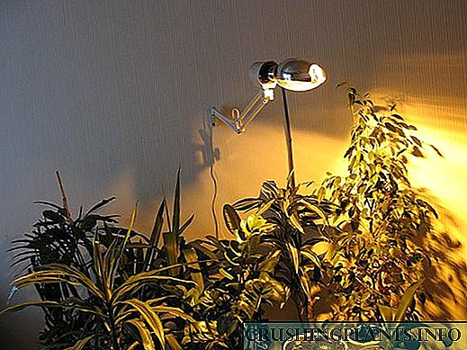 Cara milih lampu kanggo kembang njero ruangan
