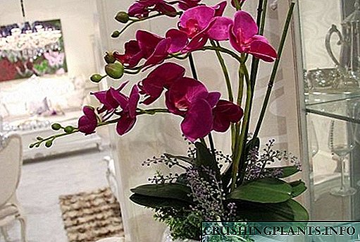 Kiel kreski orkideojn hejme de semoj