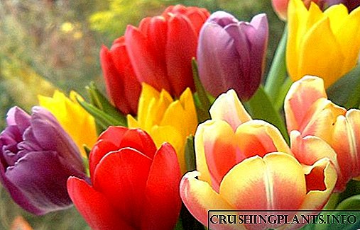 De que cor son as tulipas